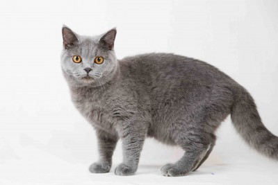 British shorthair cat on white background. Pets in the studio